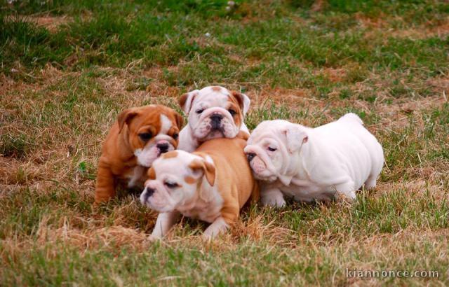 Disponible de suite Chiots Bouledogues Anglais