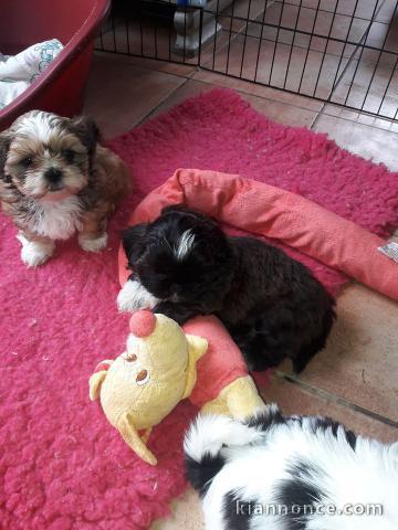 Disponible de suite Chiots SHIH TZU