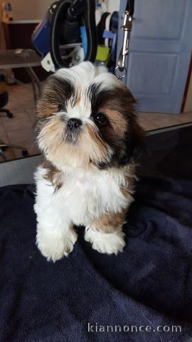 Disponible de suite Chiots SHIH TZU