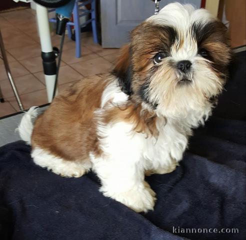 Disponible de suite Chiots SHIH TZU