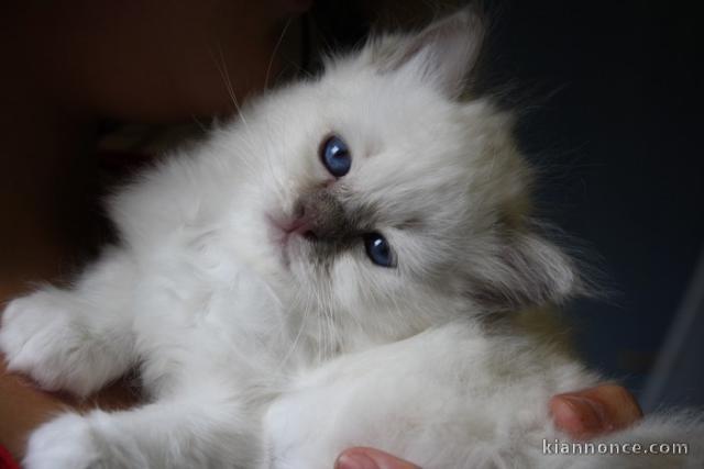 Chatons Sacré de Birmanie a donner