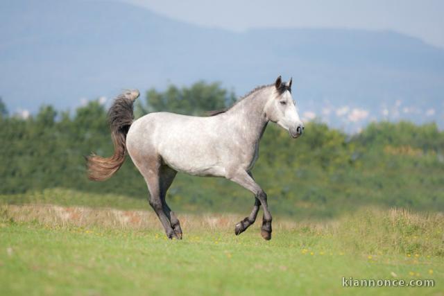 BEAUTIFUL CONNEMARA HORSE