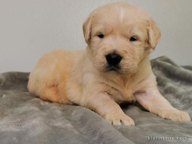 CHIOTS GOLDEN RETRIEVER l\