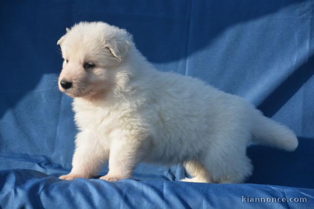 Chiots Berger Blanc Suisse