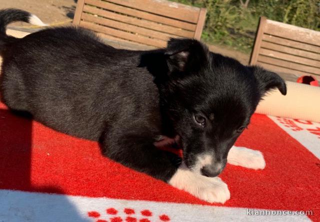 Chiot Border Collie adorable