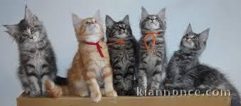 Adorables Chatons maine coon