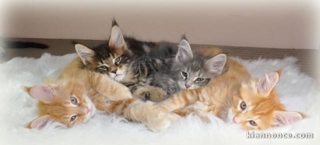 Adorables Chatons maine coon