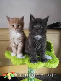 Adorables Chatons maine coon