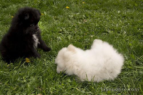 Adorables chiots spitz