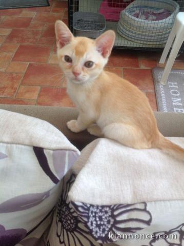 CHATONS BURMESE POUR L\