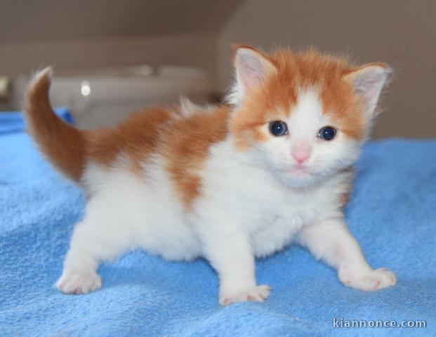 Chaton Maine Coon adorable