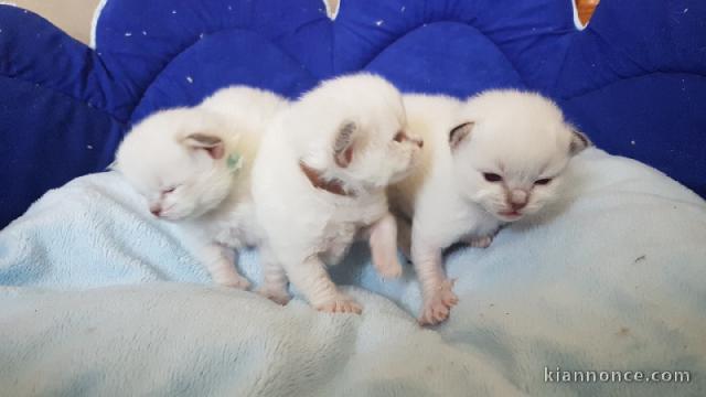 Chaton Ragdoll adorable