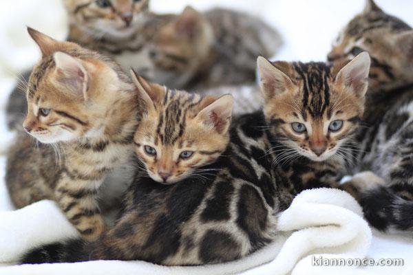 Chatons bengal pour adoption