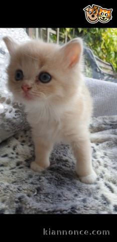 CHATONS RAGDOLL POUR L\