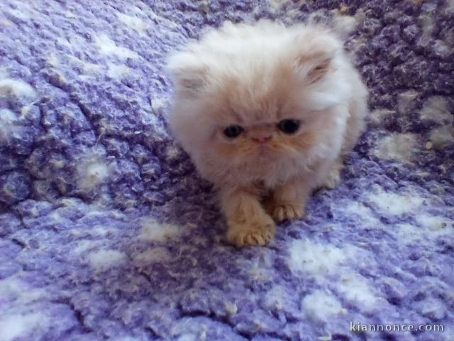  CHATONS PERSIEN POUR L\