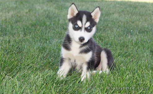 Chiots husky siberien pour bonne maman