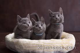 Chatons chartreux recherchent famille adoptive