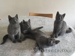 Chatons chartreux recherchent famille adoptive