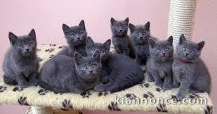 Chatons chartreux recherchent famille adoptive