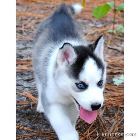 Chiots husky sibérien recherche