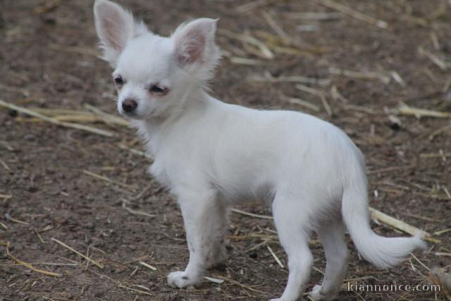 Chiots Chihuahua adorable