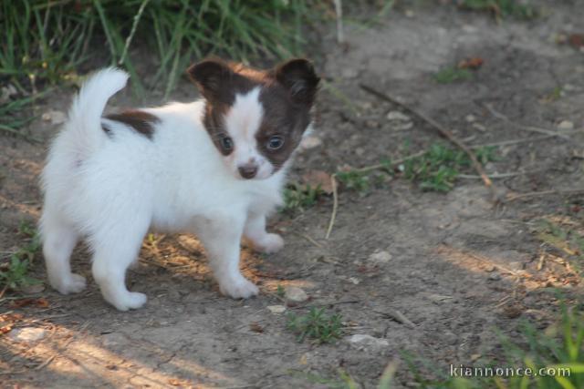 Chiots Chihuahua tout mignonne