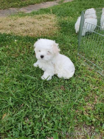 CHIOTS BICHONS MALTAIS