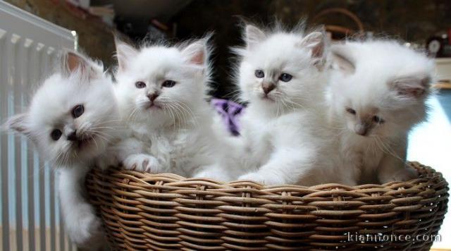 Magnifiques chatons Sacré de Birmanie