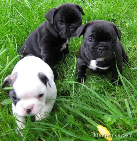 A donner chiot  Bouledogue français