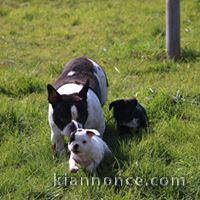 Disponible de suite Chiots Bouledogues français