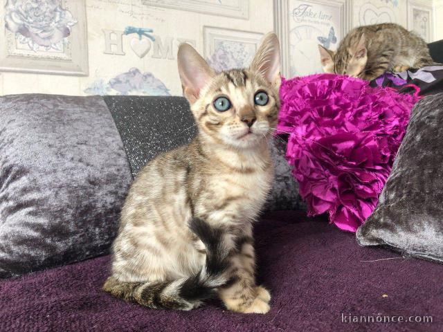 chatons bengalis Disponible de suite