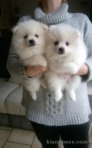 Magnifiques chiots spitz nain poméranien