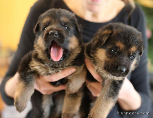 A donner chiots type berger allemand