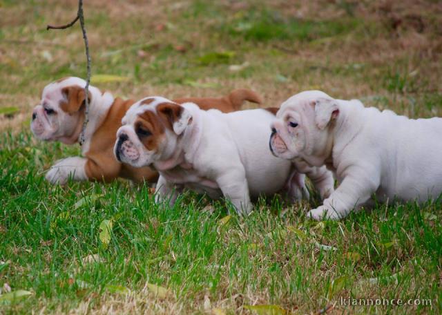 Disponible de suite Chiots Bouledogues Anglais