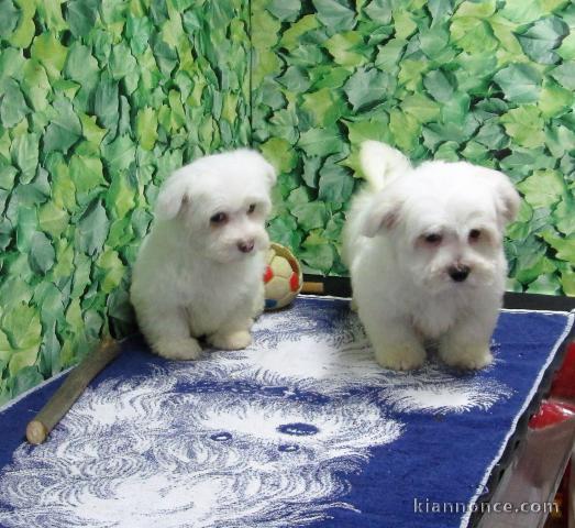 Disponible de suite Chiots Bichons Maltais