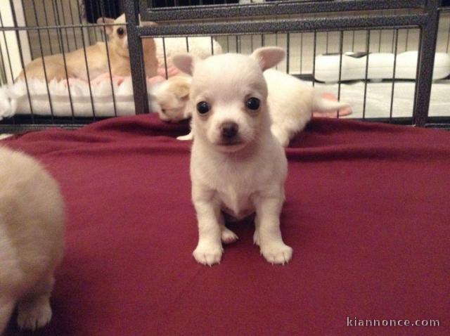 Disponible de suite Chiots Chihuahua