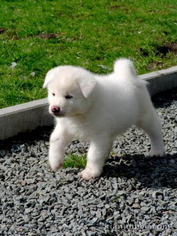 Chiot akita inu agé de 3 mois