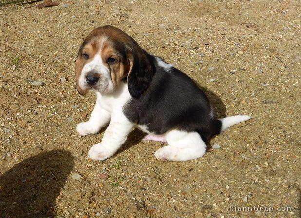 Chiot beagle disponible