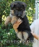 Chiot berger allemand disponible