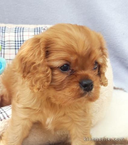 Chiots Cavalier King Charles Spaniel