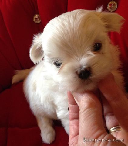 CHIOTS BICHONS MALTAIS