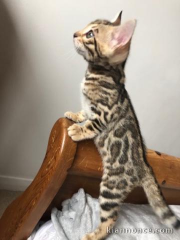 Adorable chaton bengal 