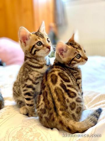 Adorable chaton bengal 