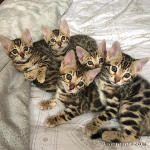 Adorable chaton bengal 