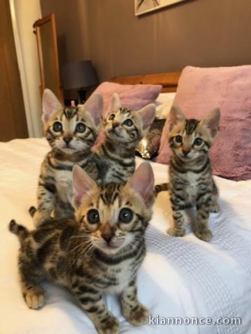 Adorable chaton bengal 