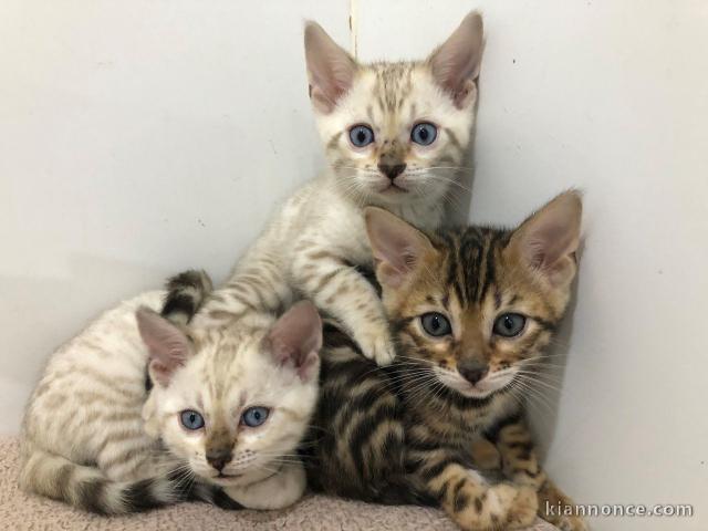 Adorable chaton bengal 