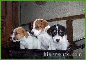 Superbes Chiots Jack russel