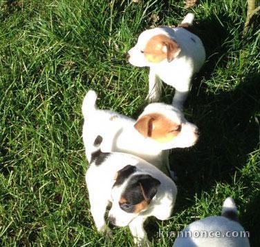 Superbes Chiots Jack russel