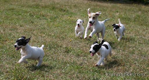 Superbes Chiots Jack russel