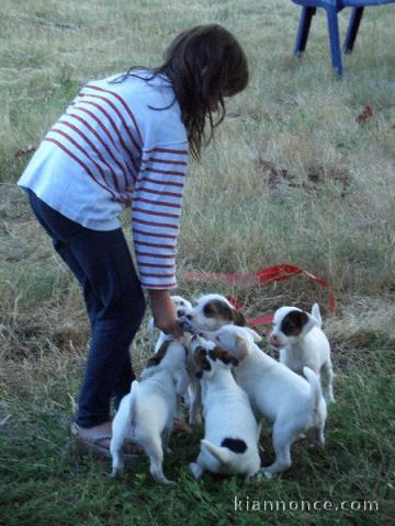 Superbes Chiots Jack russel